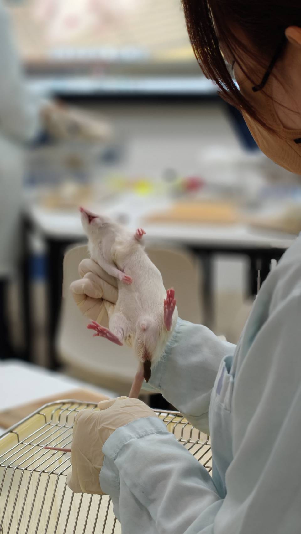 115年小型實驗動物技術講座與實際操作